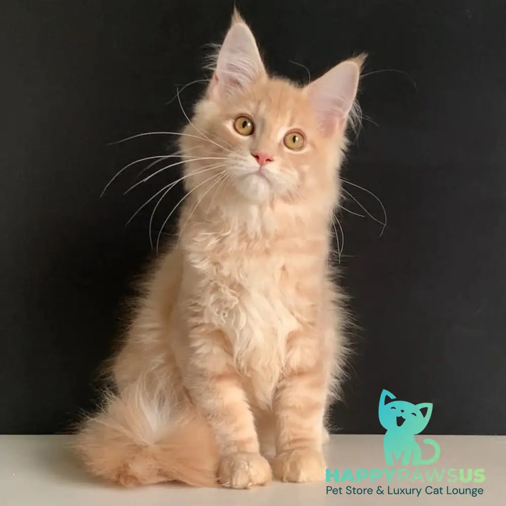 Nemo Maine Coon male red tabby - live animals
