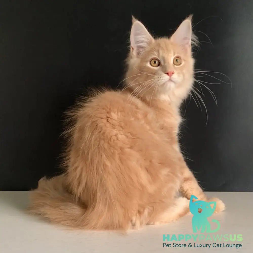 Nemo Maine Coon male red tabby - live animals