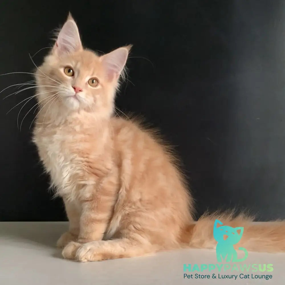 Nemo Maine Coon male red tabby - live animals