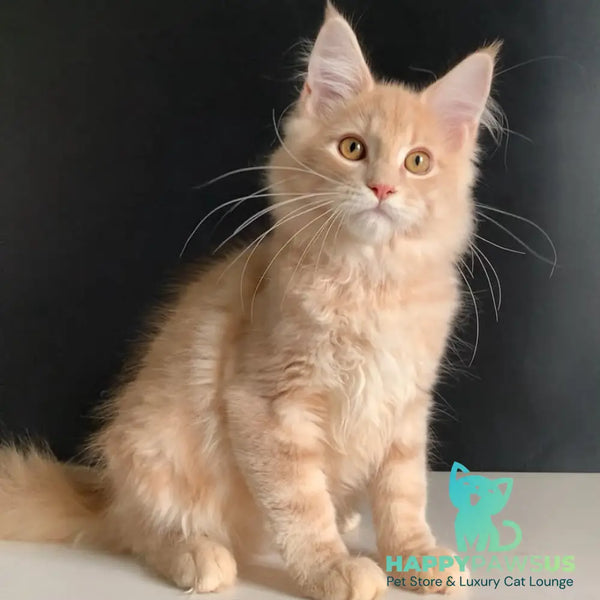 Nemo Maine Coon male red tabby - live animals