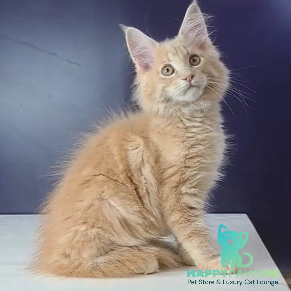 Nemo Maine Coon male red tabby - live animals