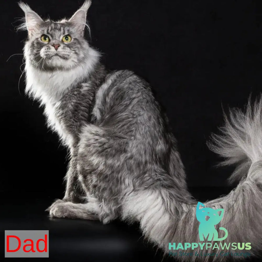 Nemo Maine Coon male red tabby - live animals