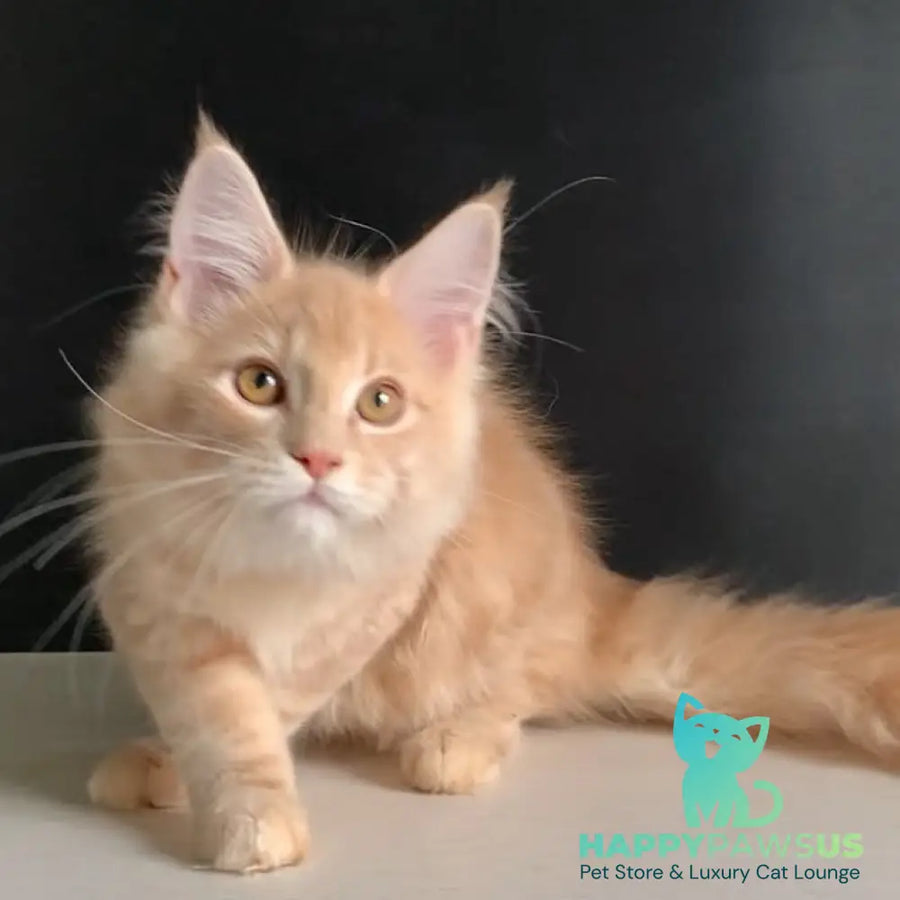 Nemo Maine Coon male red tabby - live animals