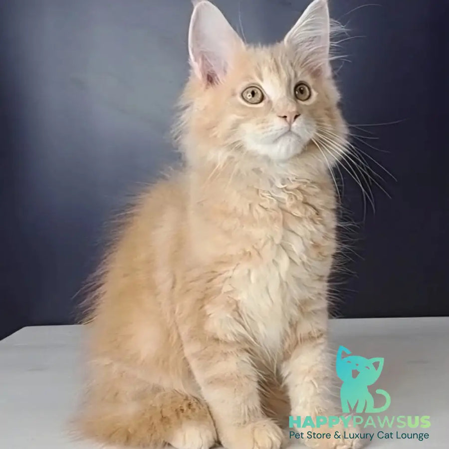 Nemo Maine Coon male red tabby - live animals