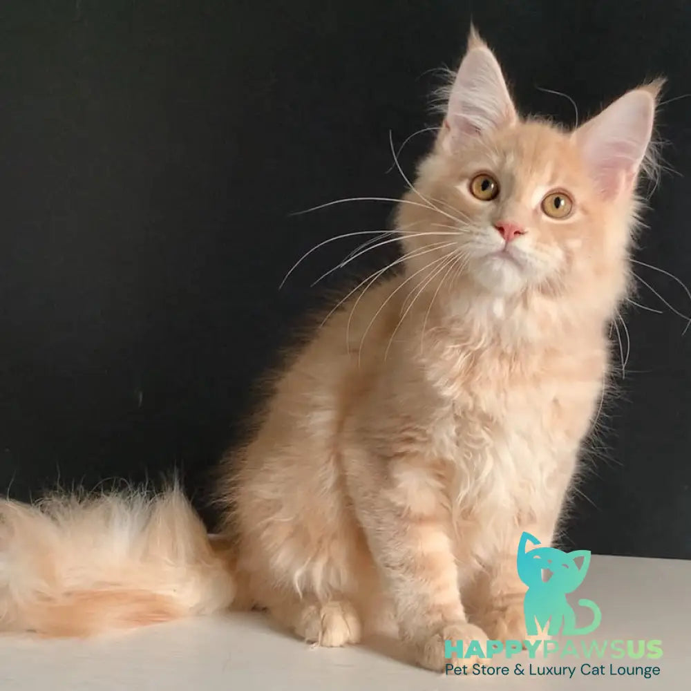 Nemo Maine Coon male red tabby - live animals