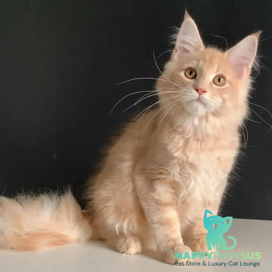Nemo Maine Coon male red tabby - live animals