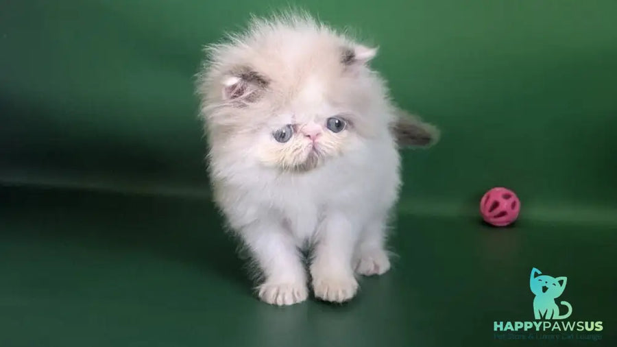 Nemo Persian male cream pointed bicolour - live animals