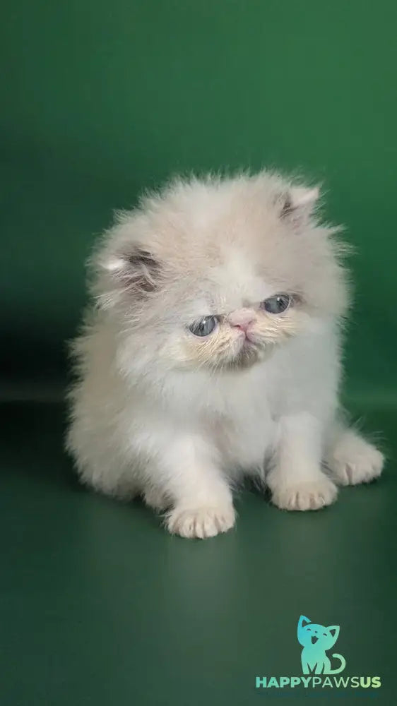 Nemo Persian male cream pointed bicolour - live animals
