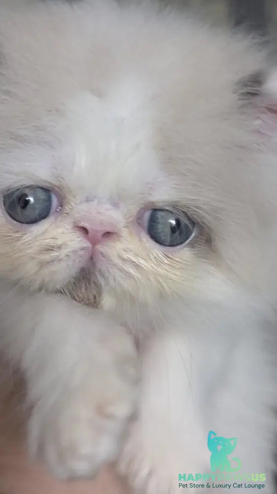 Nemo Persian male cream pointed bicolour - live animals