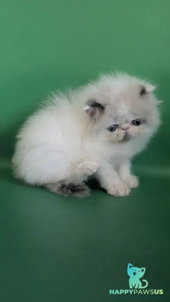 Nemo Persian male cream pointed bicolour - live animals