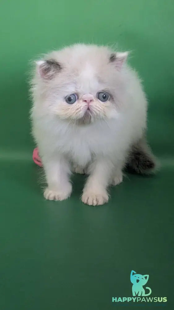 Nemo Persian male cream pointed bicolour - live animals