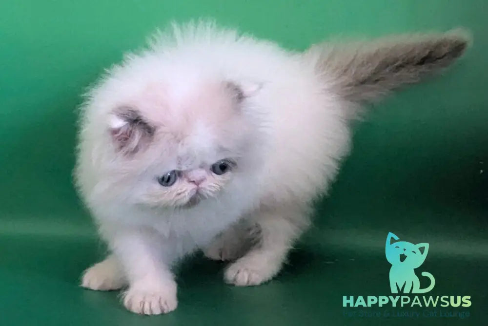 Nemo Persian male cream pointed bicolour - live animals