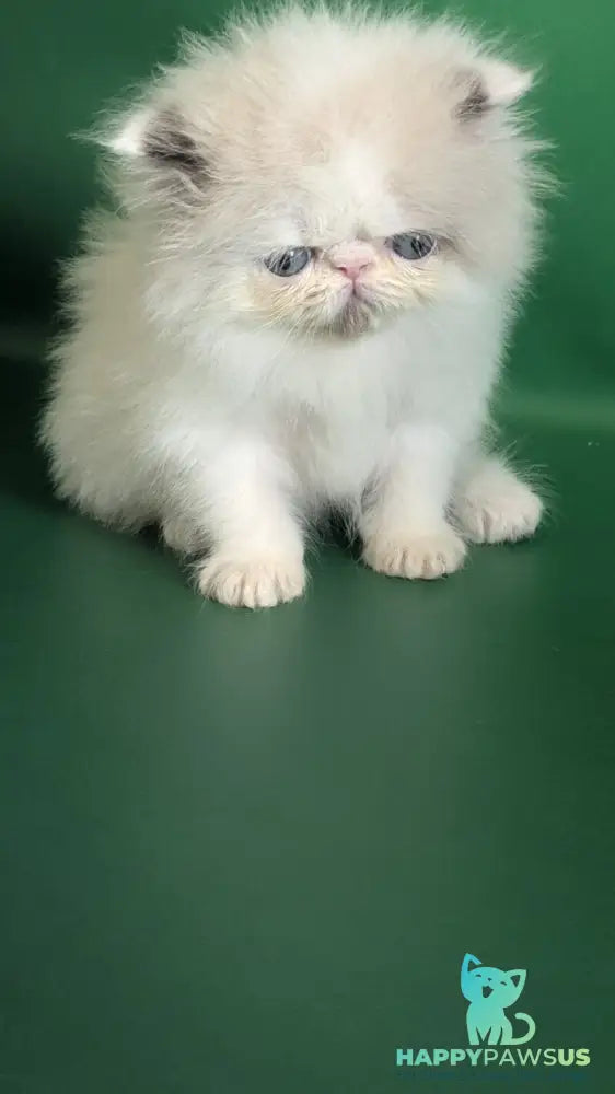 Nemo Persian male cream pointed bicolour - live animals