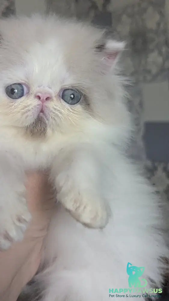 Nemo Persian male cream pointed bicolour - live animals
