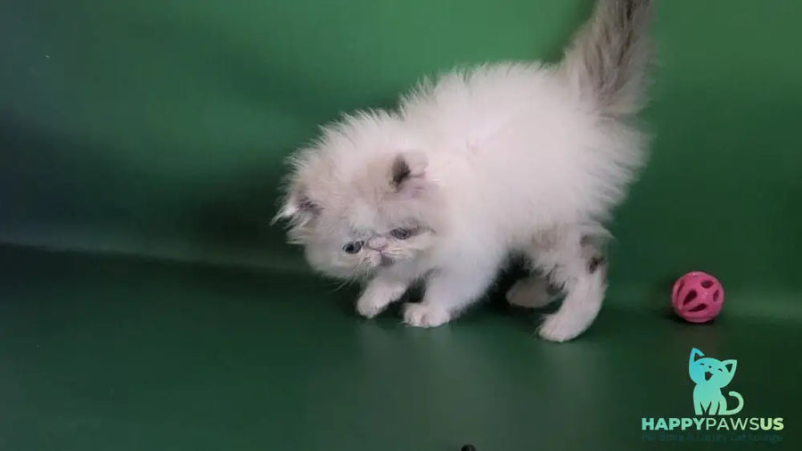Nemo Persian male cream pointed bicolour - live animals