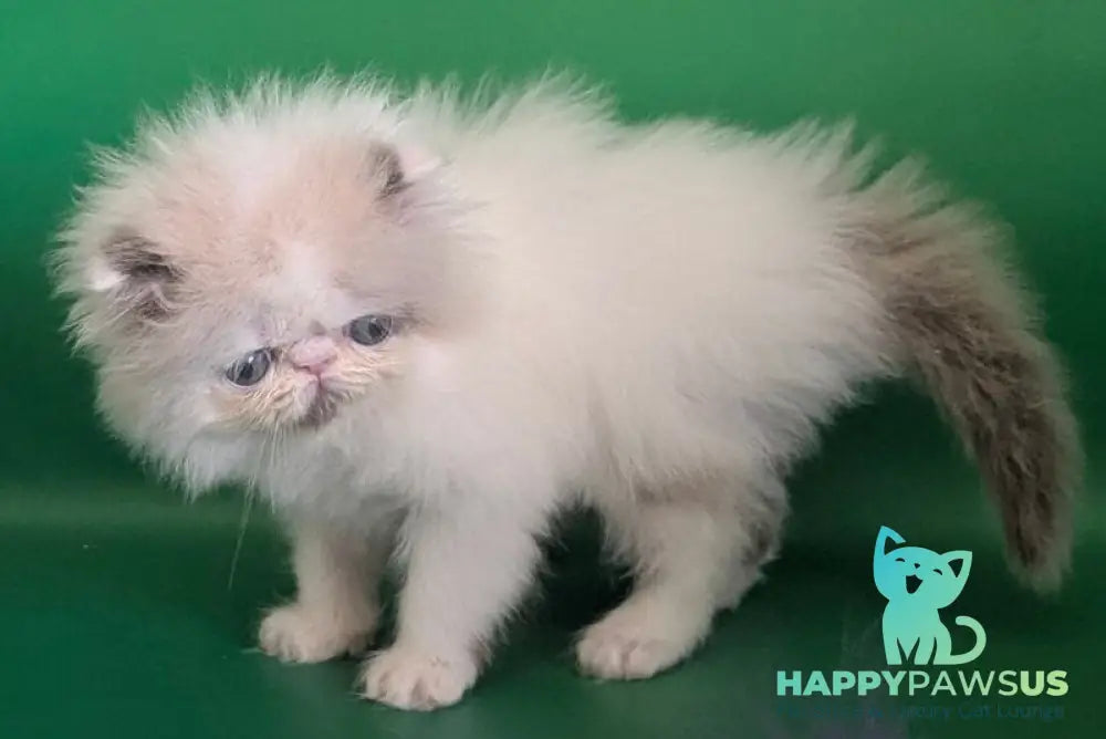 Nemo Persian male cream pointed bicolour - live animals