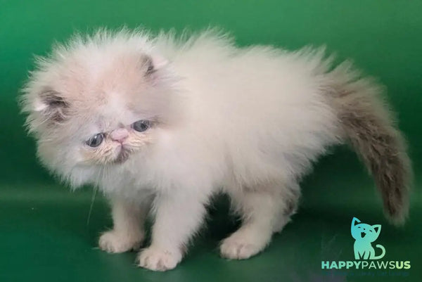 Nemo Persian male cream pointed bicolour - live animals