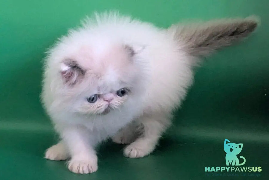 Nemo Persian male cream pointed bicolour - live animals