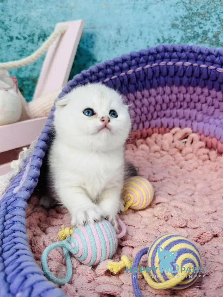 Nemo Scottish Fold male black silver chinchilla live animals