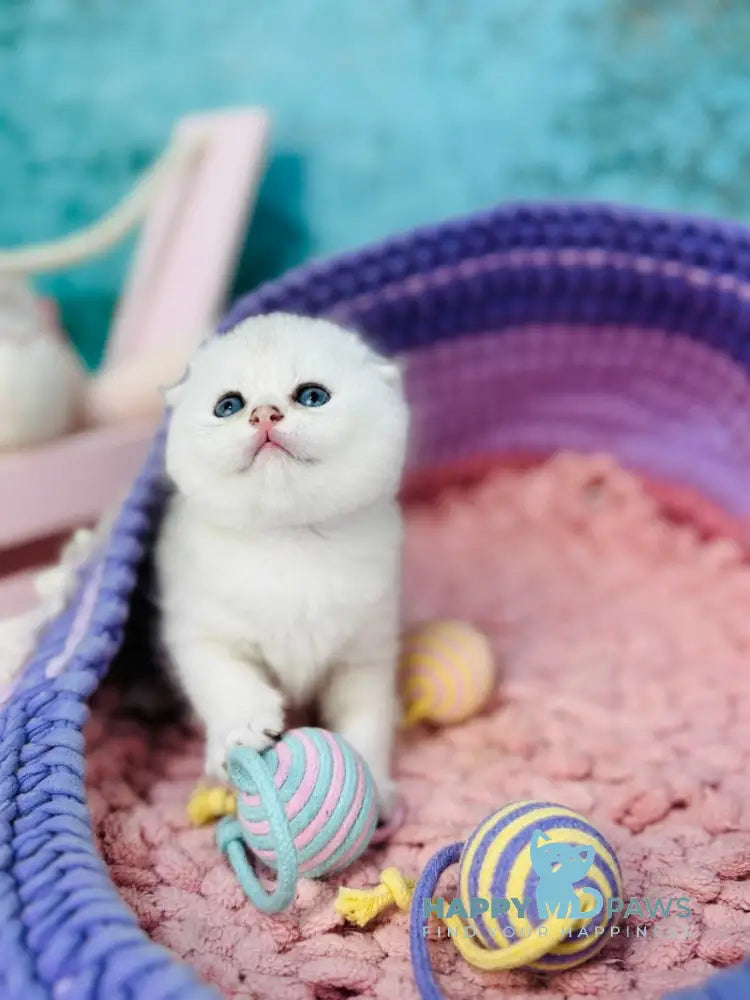 Nemo Scottish Fold male black silver chinchilla live animals