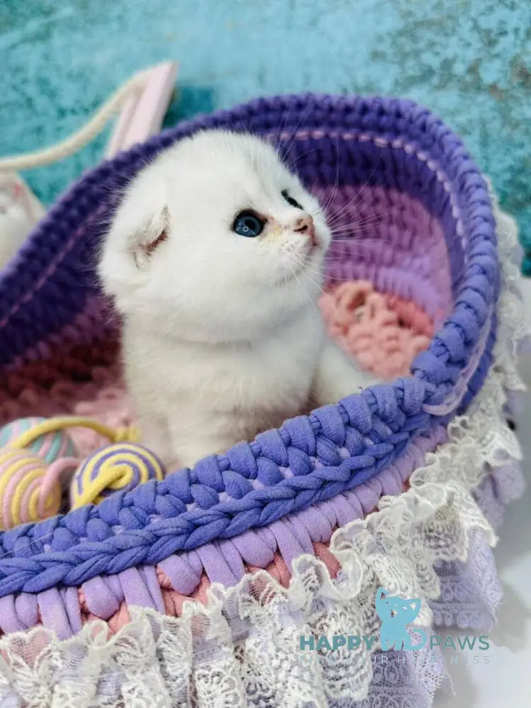 Nemo Scottish Fold male black silver chinchilla live animals