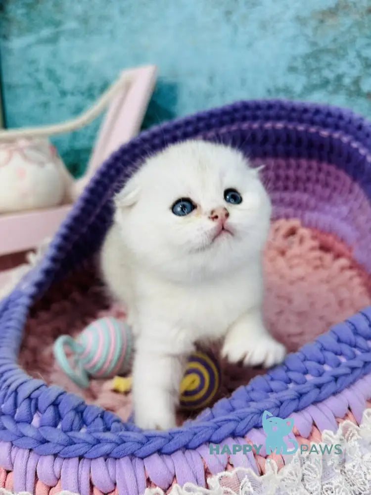 Nemo Scottish Fold male black silver chinchilla live animals