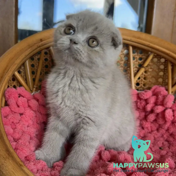 Nemo Scottish Fold male lilac - live animals