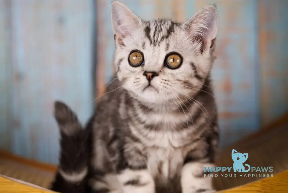Nemo Scottish Straight male black silver tabby live animals