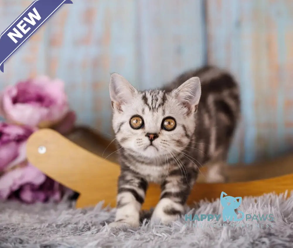 Nemo Scottish Straight male black silver tabby live animals