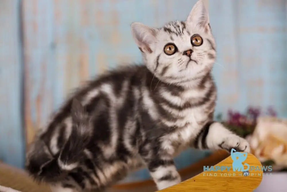 Nemo Scottish Straight male black silver tabby live animals