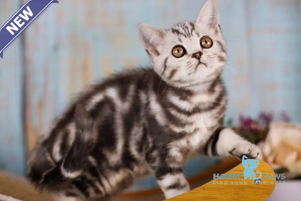 Nemo Scottish Straight male black silver tabby live animals