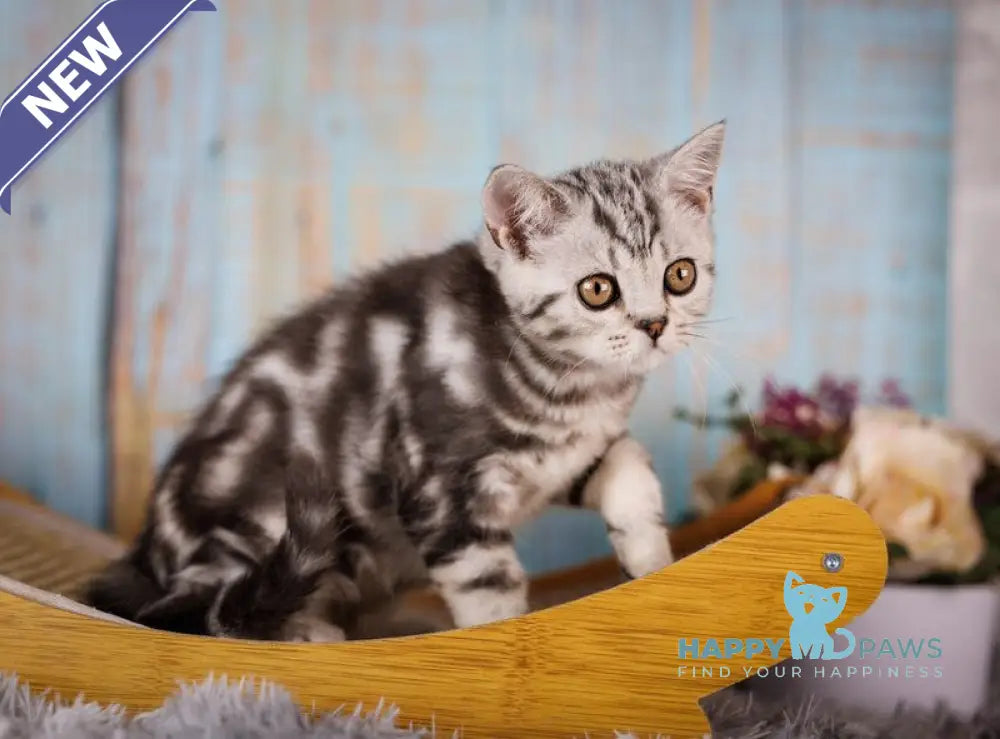 Nemo Scottish Straight male black silver tabby live animals
