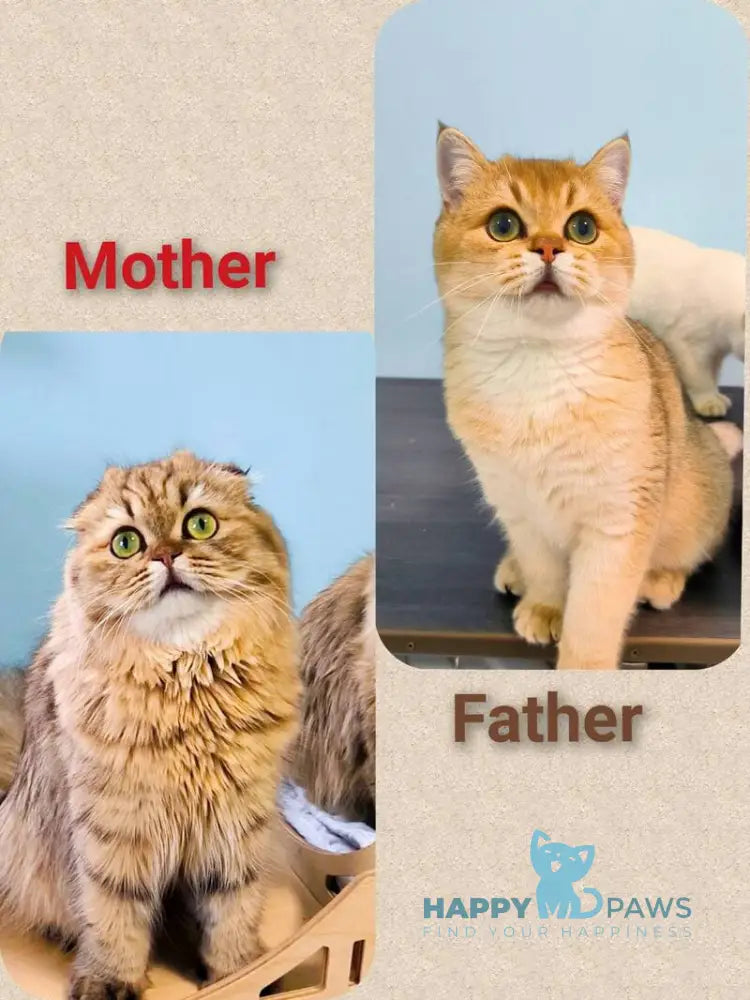 Nemo Scottish Straight male chocolate golden spotted tabby - live animals