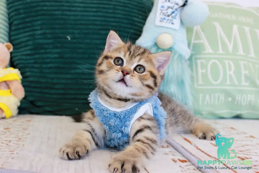 Nemo Scottish Straight male chocolate golden spotted tabby - live animals