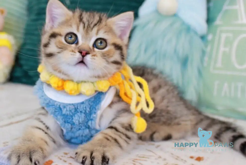 Nemo Scottish Straight male chocolate golden spotted tabby - live animals