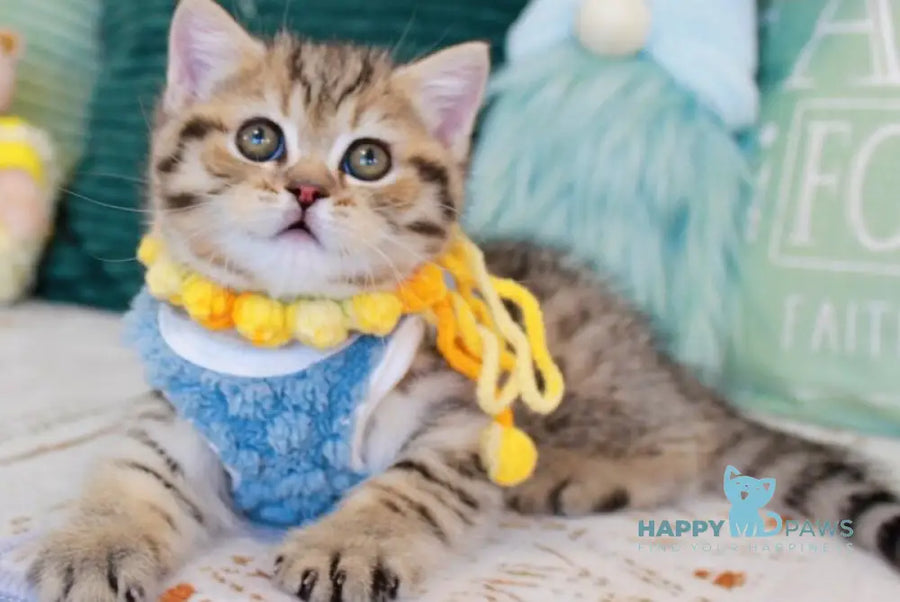 Nemo Scottish Straight male chocolate golden spotted tabby - live animals
