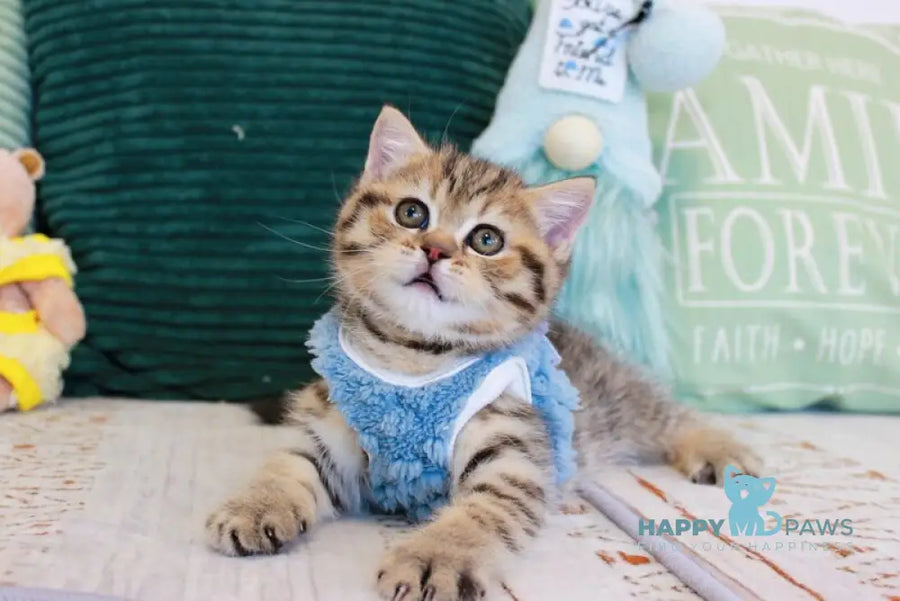 Nemo Scottish Straight male chocolate golden spotted tabby - live animals