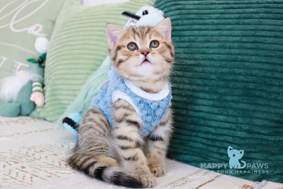 Nemo Scottish Straight male chocolate golden spotted tabby - live animals