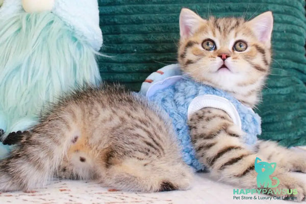 Nemo Scottish Straight male chocolate golden spotted tabby - live animals