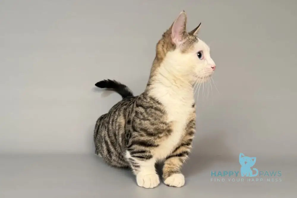 Nemoir Munchkin male black spotted tabby bicolour live animals