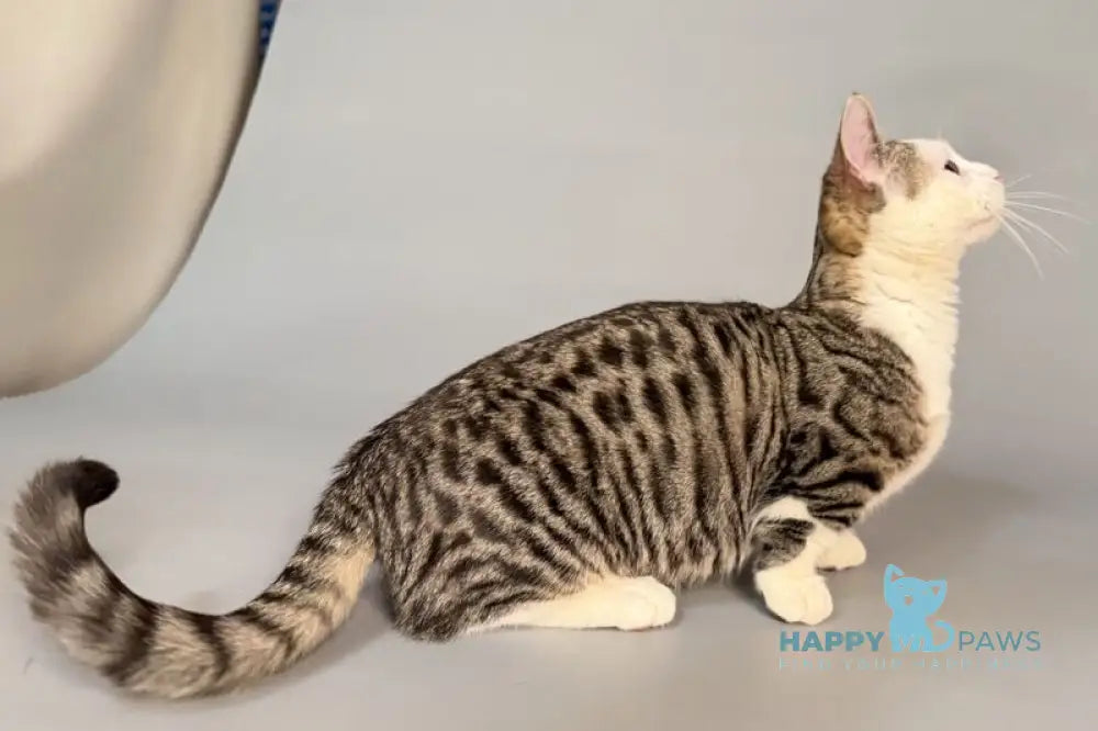 Nemoir Munchkin male black spotted tabby bicolour live animals