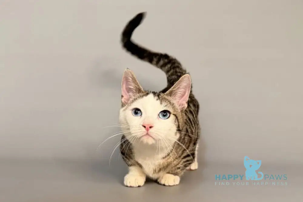 Nemoir Munchkin male black spotted tabby bicolour live animals