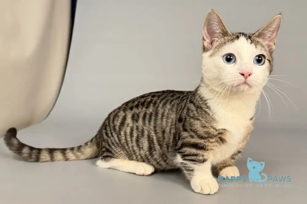 Nemoir Munchkin male black spotted tabby bicolour live animals