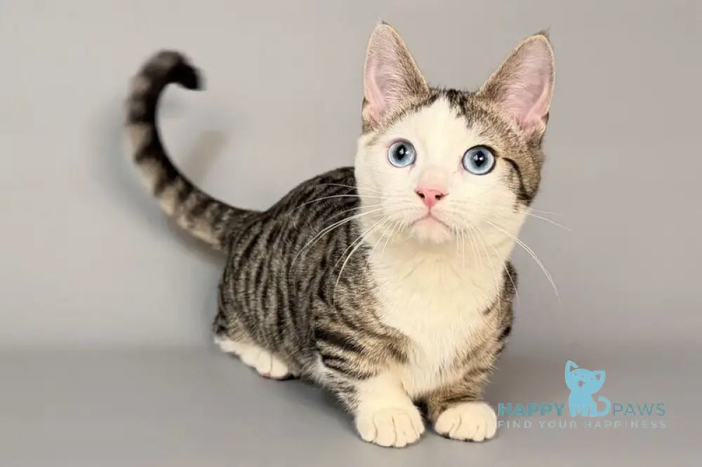 Nemoir Munchkin male black spotted tabby bicolour live animals