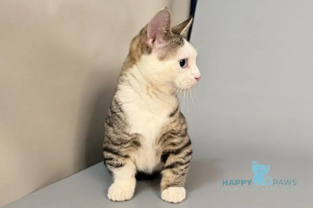 Nemoir Munchkin male black spotted tabby bicolour live animals