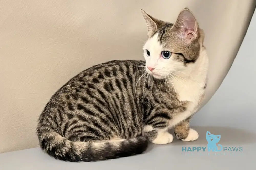 Nemoir Munchkin male black spotted tabby bicolour live animals