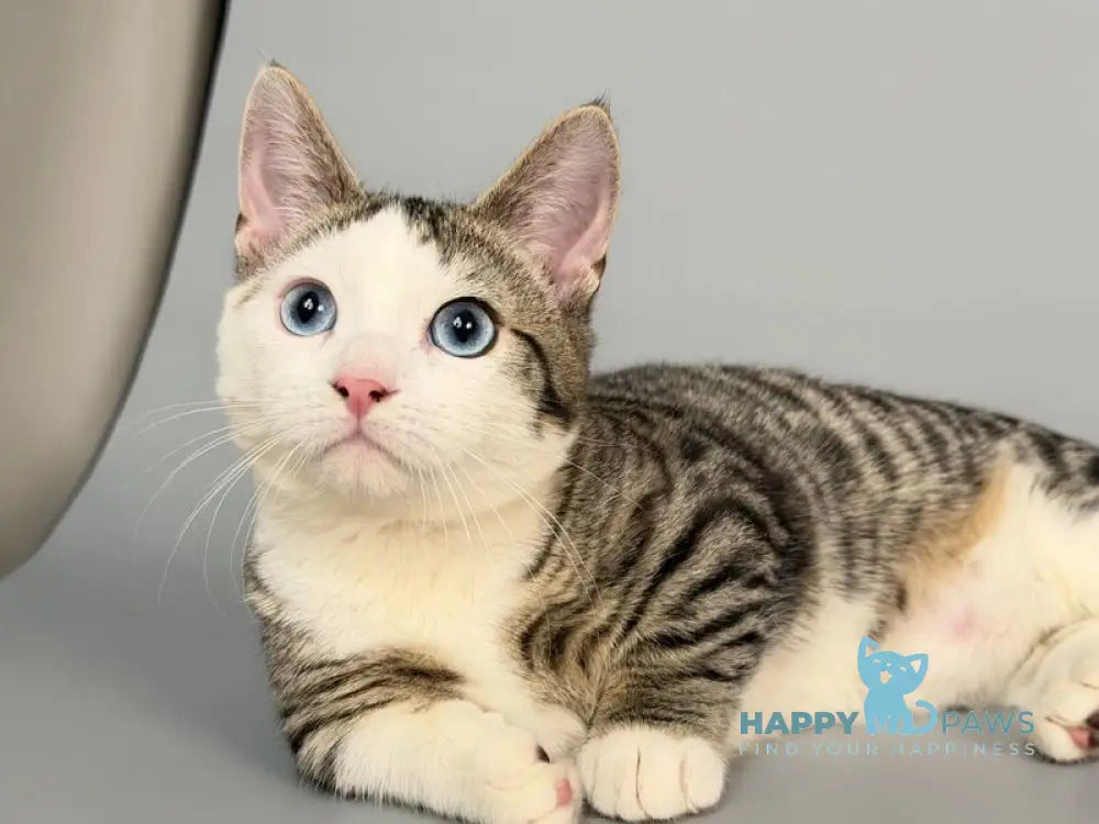 Nemoir Munchkin male black spotted tabby bicolour live animals