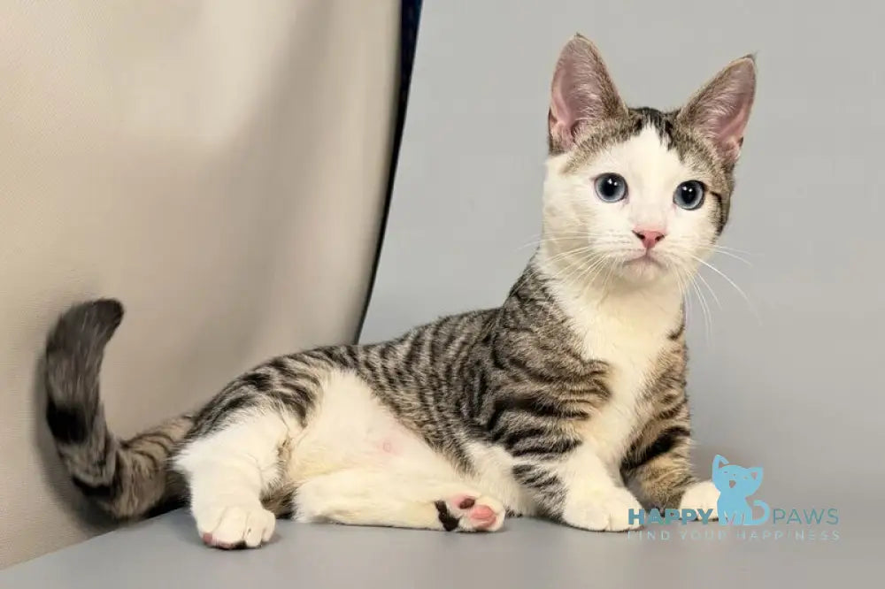 Nemoir Munchkin male black spotted tabby bicolour live animals