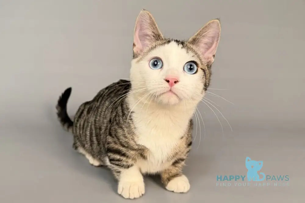 Nemoir Munchkin male black spotted tabby bicolour live animals