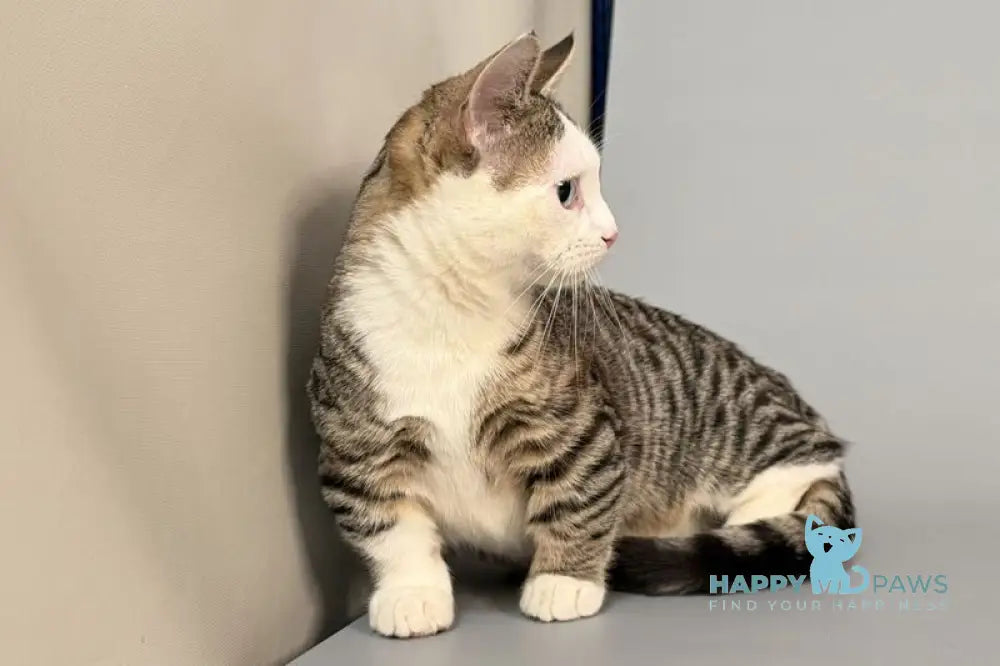 Nemoir Munchkin male black spotted tabby bicolour live animals